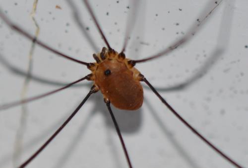 Réf. 240 796 : Leiobunum rotundum